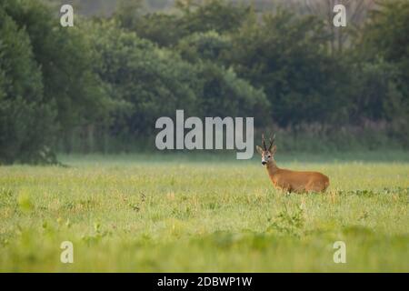 Maestosi caprioli, capreolo capreolo, in piedi su prato in estate natura al mattino con spazio di copia. Magnifico roebuck con enorme aspetto antlers Foto Stock