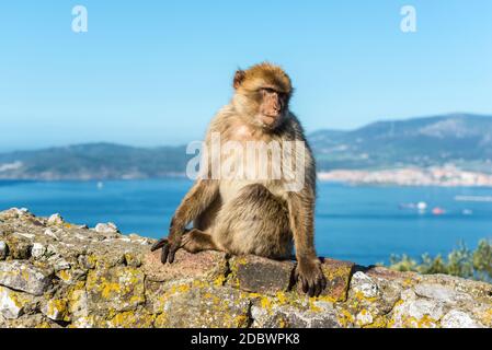 Barbery Ape o Gibilterra monkey seduto su una parete in cima alla Rocca di Gibilterra contro una vivida scenic seascape Foto Stock
