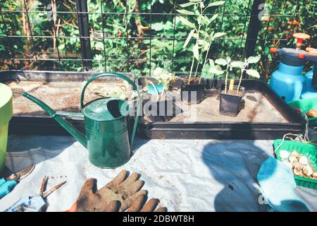 Articoli per la casa per il giardino. Guanti di gomma, vasi di fiori, scatole di semina, serra nel giardino posteriore che cresce piante in casa angolo accogliente Foto Stock