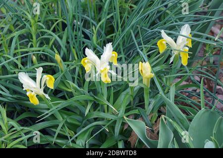 Mais-lasciato juno (iris Iris bucharica) Foto Stock
