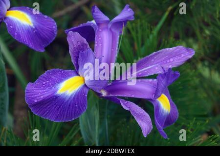 Iris olandese (Iris xiphium). Chiamato anche iris spagnolo Foto Stock