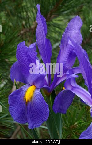 Iris olandese (Iris xiphium). Chiamato anche iris spagnolo Foto Stock