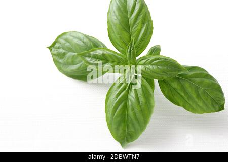 Foglie di basilico. Foglia di basilico fresco isolato su sfondo bianco, primo piano Foto Stock