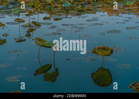 Il loto giallo e verde parte al Lago Ovest di Hangzhou, in Cina, durante l'autunno. Foto Stock