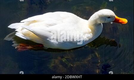 Anatra selvatica bianca sull'isola di Pekin - River Lee Country Park Foto Stock