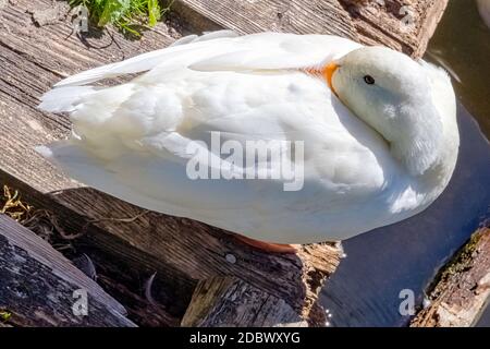 Anatre selvagge bianche dell'isola di Pekin - River Lee Country Park Foto Stock