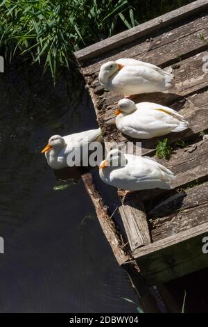 Anatra selvatica bianca sull'isola di Pekin - River Lee Country Park Foto Stock