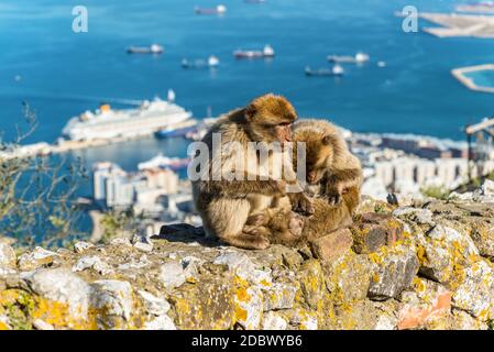 Gibilterra, Regno Unito - 18 Maggio 2017: Barbary macachi famiglia siede sulla sommità della Rocca di Gibilterra. La nave di crociera in background. Foto Stock