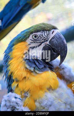 Ritratto, un primo piano di un macaw nel molt. Foto Stock