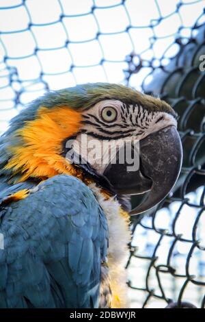 Ritratto, un primo piano di un macaw nel molt. Foto Stock