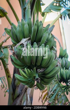 Vista di un albero di banana con le banane che sono ancora verdi. Foto Stock