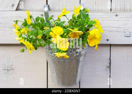 Fiori gialli nel secchio appeso alla parete Foto Stock