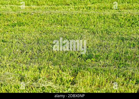 Rough cut erba verde prato del campo Foto Stock