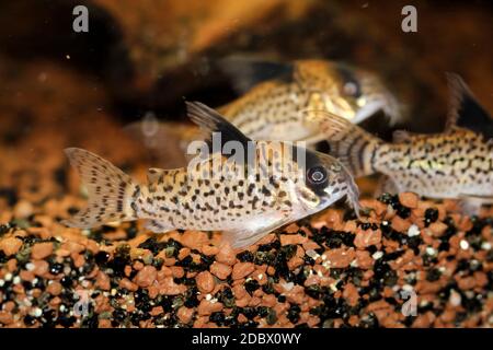 Immagine di diversi pesci gatto corazzati in un acquario Foto Stock