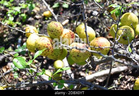 Frutti di mela cotogna giapponesi che crescono su un albero Foto Stock