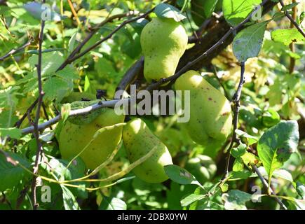 Frutti di mela cotogna giapponesi che crescono su un albero Foto Stock