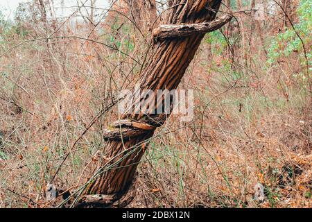 Un albero in una foresta morta con una vite avvolta strettamente intorno ad essa Foto Stock