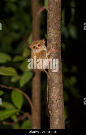 Molto raro ed endemico Spectral Tarsier, spettro di Tarsius, Parco Nazionale di Tangkoko, Sulawesi, il primate più piccolo del mondo, fauna selvatica indonesiana Foto Stock