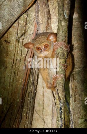 Molto raro ed endemico Spectral Tarsier, spettro di Tarsius, Parco Nazionale di Tangkoko, Sulawesi, il primate più piccolo del mondo, fauna selvatica indonesiana Foto Stock