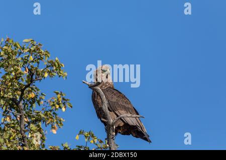 Maestosa aquila (Aquila rapax), grande uccello di preda in habitat naturale, riserva di gioco di Moremi, Botswana Africa safari fauna selvatica Foto Stock