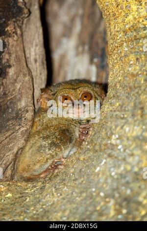 Molto raro ed endemico Spectral Tarsier, spettro di Tarsius, Parco Nazionale di Tangkoko, Sulawesi, il primate più piccolo del mondo, fauna selvatica indonesiana Foto Stock