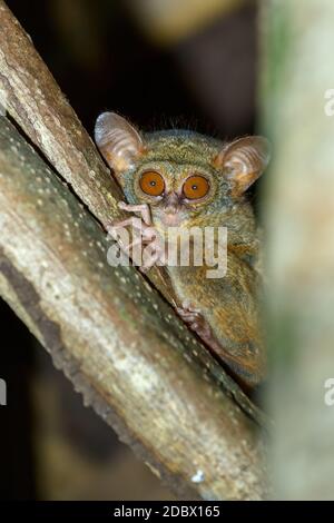 Molto raro ed endemico Spectral Tarsier, spettro di Tarsius, Parco Nazionale di Tangkoko, Sulawesi, il primate più piccolo del mondo, fauna selvatica indonesiana Foto Stock