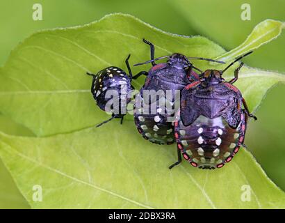 Ninfe del riso verde Bug Nezara viridula Foto Stock