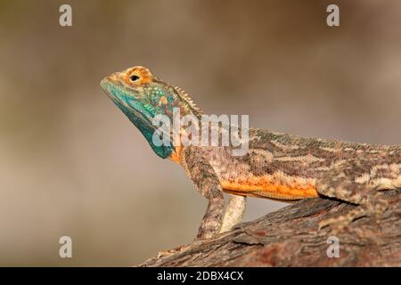 Massa maschio AGAMA SA (AGAMA SA aculeata) in luminosi colori di allevamento, deserto Kalahari, Sud Africa Foto Stock