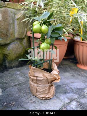 La calce in vaso si trova su un pavimento in pietra Foto Stock