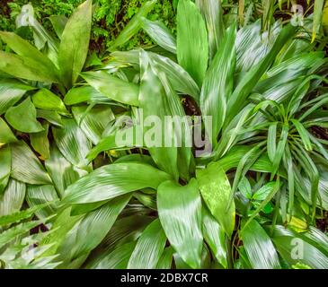 un paesaggio verde ricco di vegetazione Foto Stock