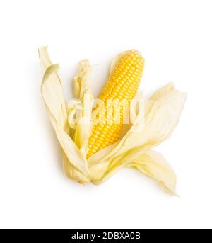 Pannocchie di mais non cotte isolate su sfondo bianco. Foto Stock