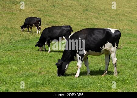 Tre mucche da mangiare, bianche e nere su un prato Foto Stock