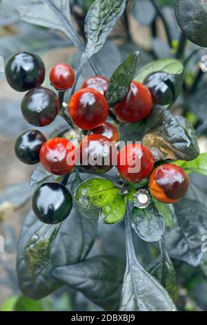 Black Pearl pepe ornamentali (Capsicum annuum 'Perla nera') Foto Stock