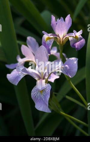 Iris virginica (Iris virginica) Foto Stock