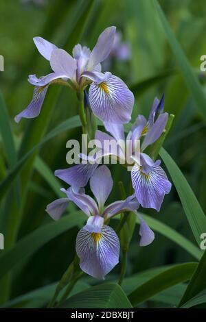 Iris virginica (Iris virginica) Foto Stock