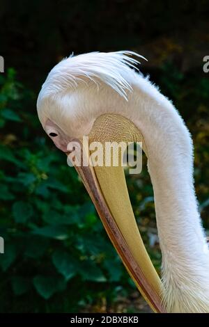 Grande pellicano bianco (Pelecanus onocrotalus) conosciuto anche come orientale bianco o rosato pellicano Foto Stock