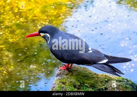 Inca tern (Larosterna inca) con unico piumato Foto Stock