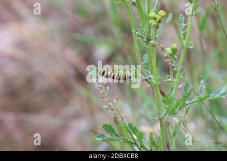 nero un giallo ricurlato caterpillar Foto Stock