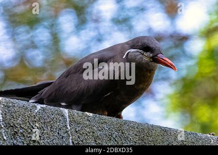 Inca tern (Larosterna inca) con unico piumato Foto Stock