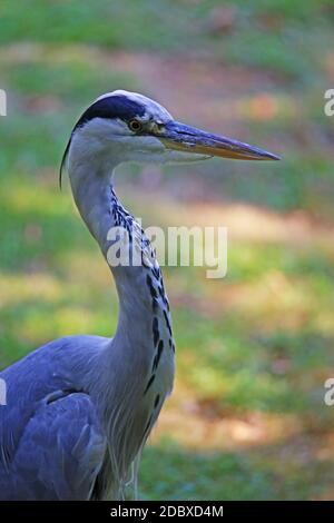 Ritratto Grigio Heron Ardea cinerea Foto Stock