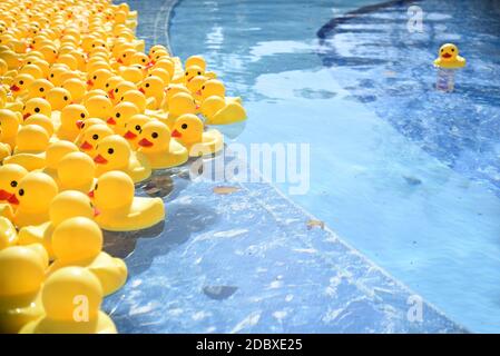 Molte anatre di gomma giallo brillante galleggiano nella piscina. Concetto di levarsi in piedi fuori dalla folla e dalla direzione. Foto Stock