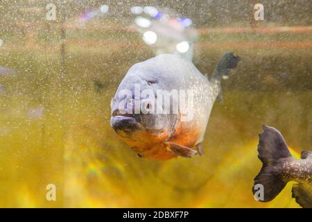 Piranha in acquario , pesce d'acqua dolce sudamericano. Foto Stock