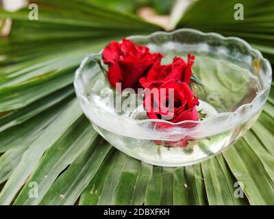 Bella rosa germoglio rosso in acqua all'interno del vaso per la decorazione domestica. Foto Stock