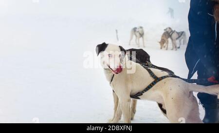 Snow Sled Dog con interessanti occhi leccare il naso con più neve cani in background Foto Stock