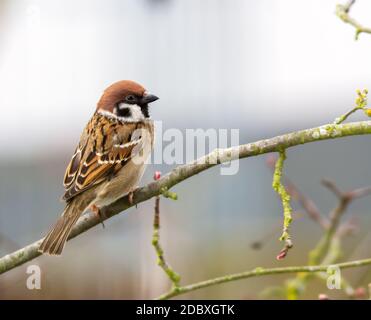 Primo piano di un uccello passero seduto sul brach di un albero Foto Stock