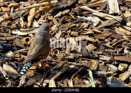 Zebra finch (Tadeniopygia guttata) - il più comune estrildid finch dell'Australia Centrale Foto Stock