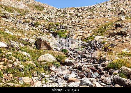 Acqua naturale di sorgente sulla cima dell'altopiano di anzer tra Bayburt e Rize città; Anzer Plateau Ballikoy-Ikizdere-Rize-Turchia, Mar Nero. Famoso 'ANZ Foto Stock