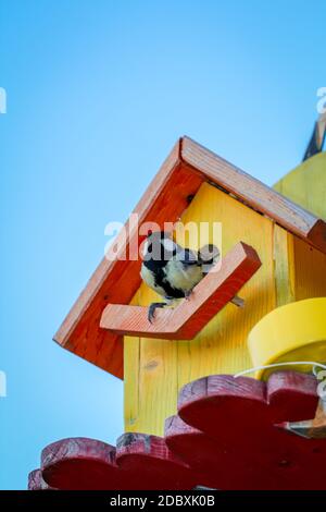 La mia scatola di nido auto-fatta che ora è usata dai titmice. Foto Stock