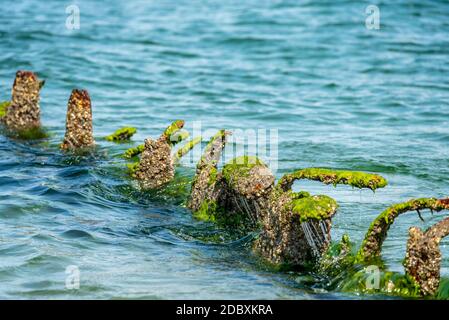 Vecchia groyne di acciaio Foto Stock