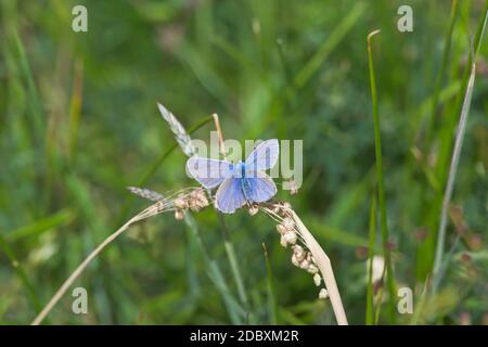 4 - le ali allargate della farfalla blu comune. Appollaiato su un pezzo di erba secca durante il caldo clima estivo. Vista dall'alto. Foto Stock